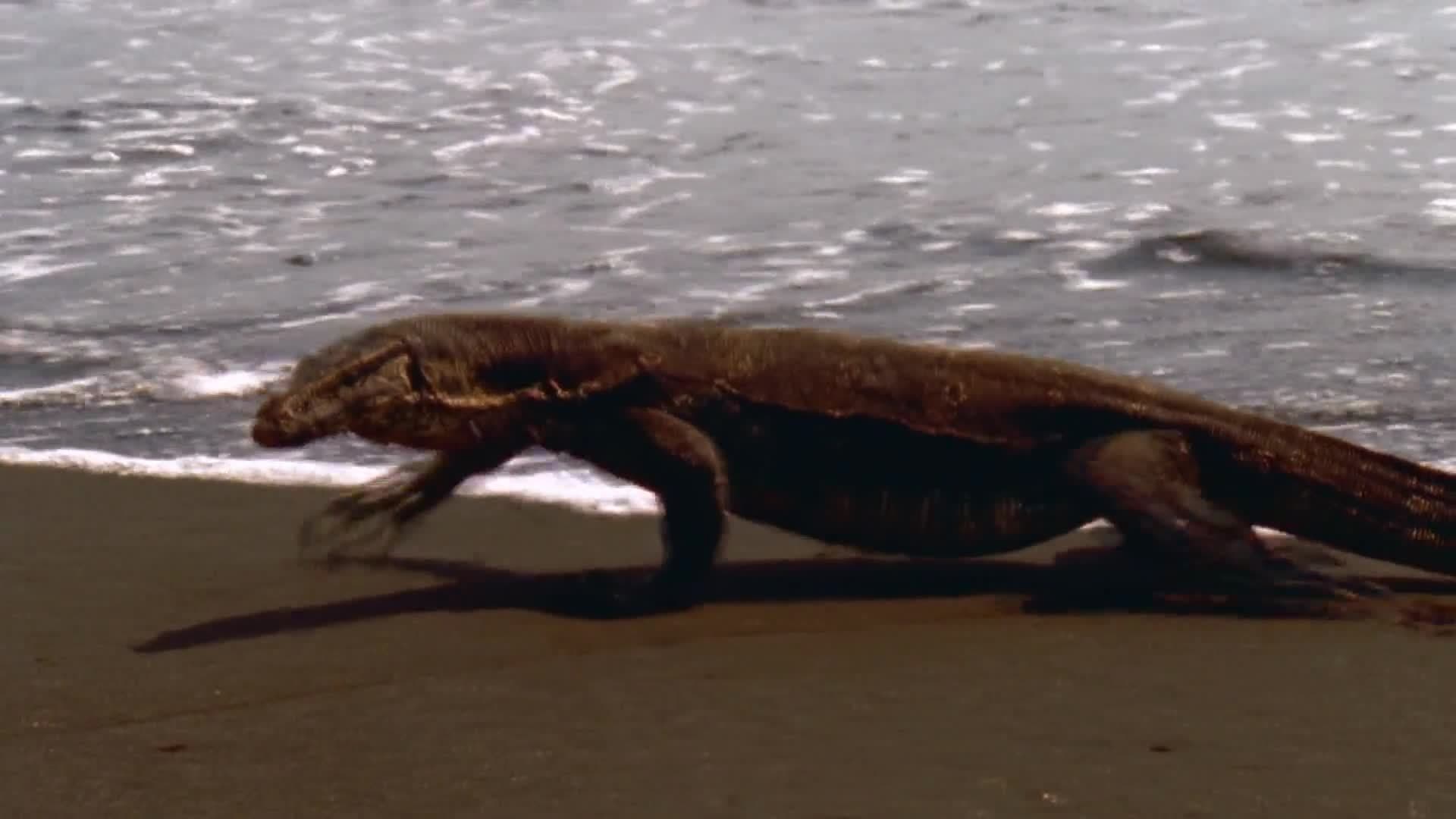 Owl's Fascinating Facts: Basilisk Running On Water