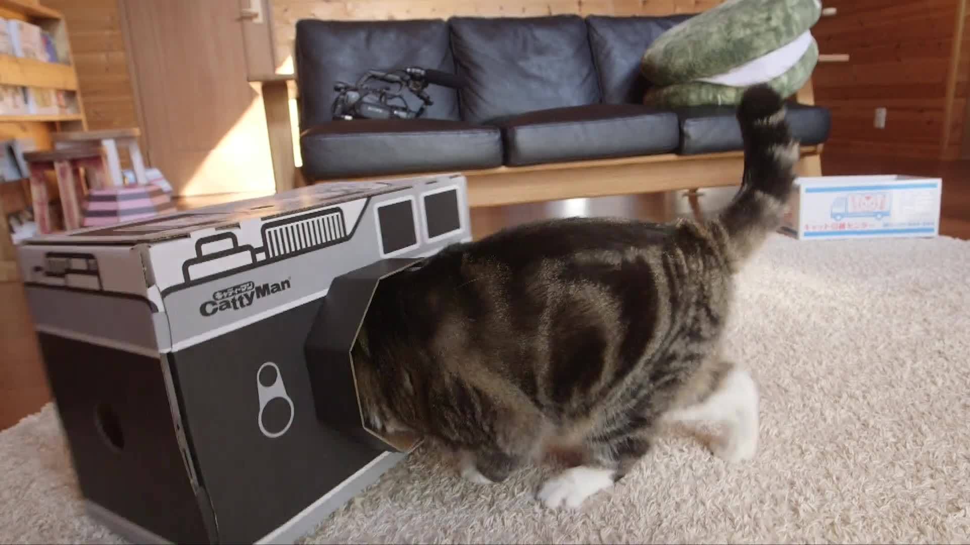 Maru: The Famous Cat Who Conquered YouTube