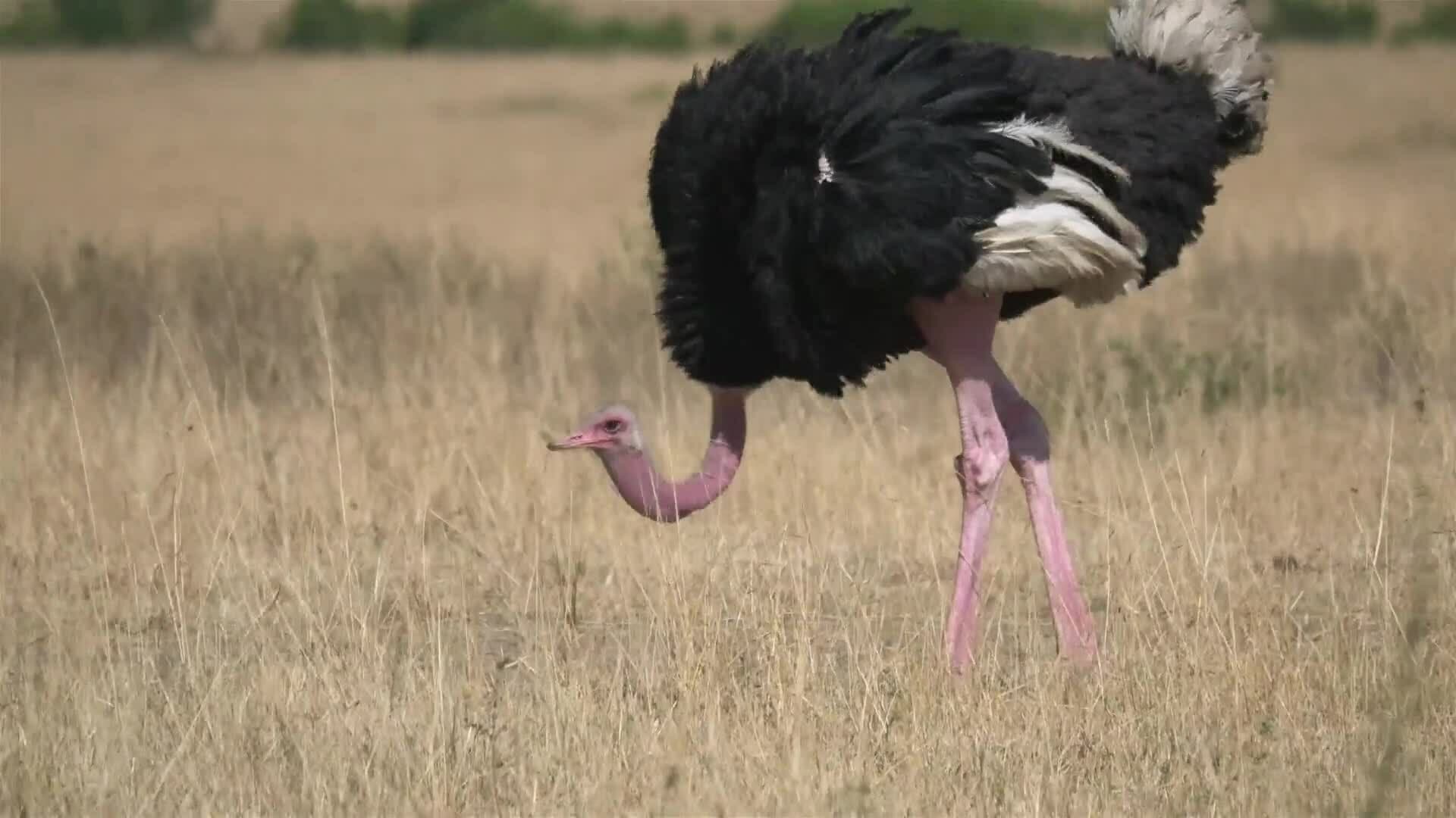 I WONDER - What Did The Gallimimus Look Like?