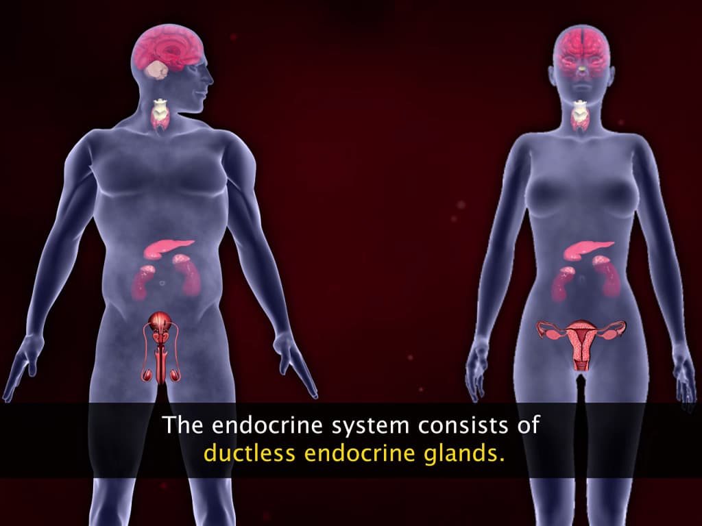 More About Endocrine System