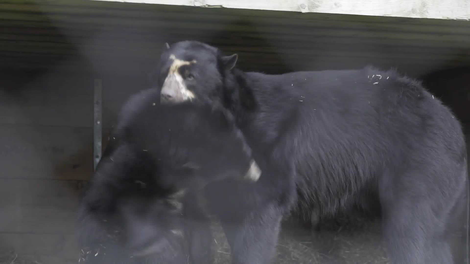 Exploring the Animal Kingdom at Port Lympne