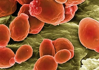 What lives on our skin?