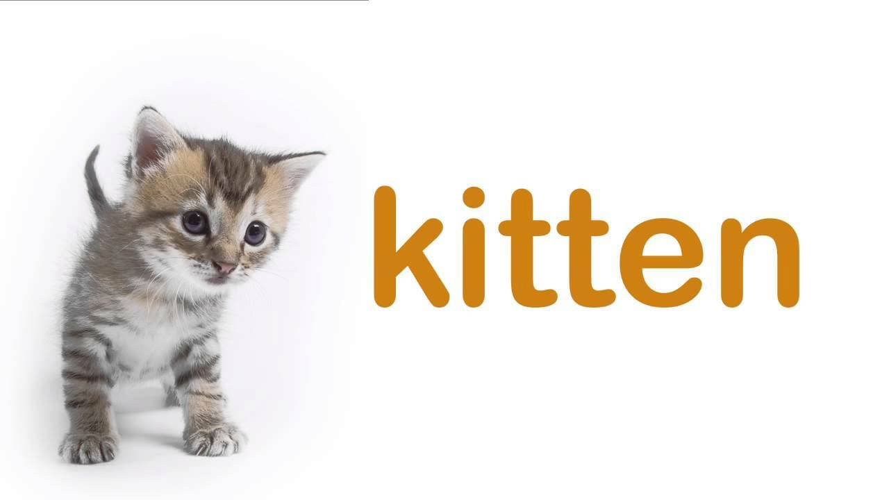 Meet the Pet Animals: Introduction to Common Household Pets