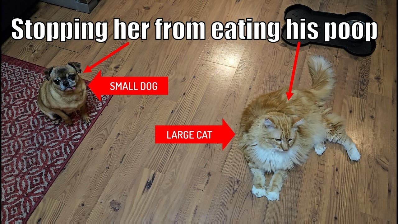 Stopping Dog from Eating Cat Poop (with engineering)
