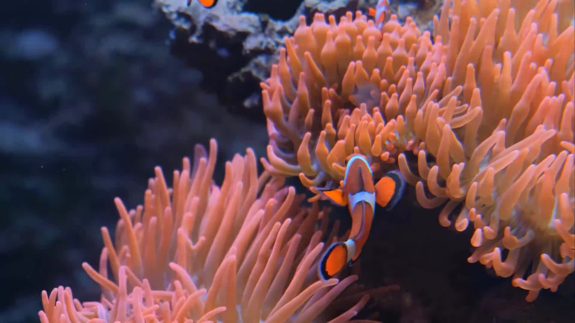 I WONDER - What Type Of Water Do Different Fish Live In?