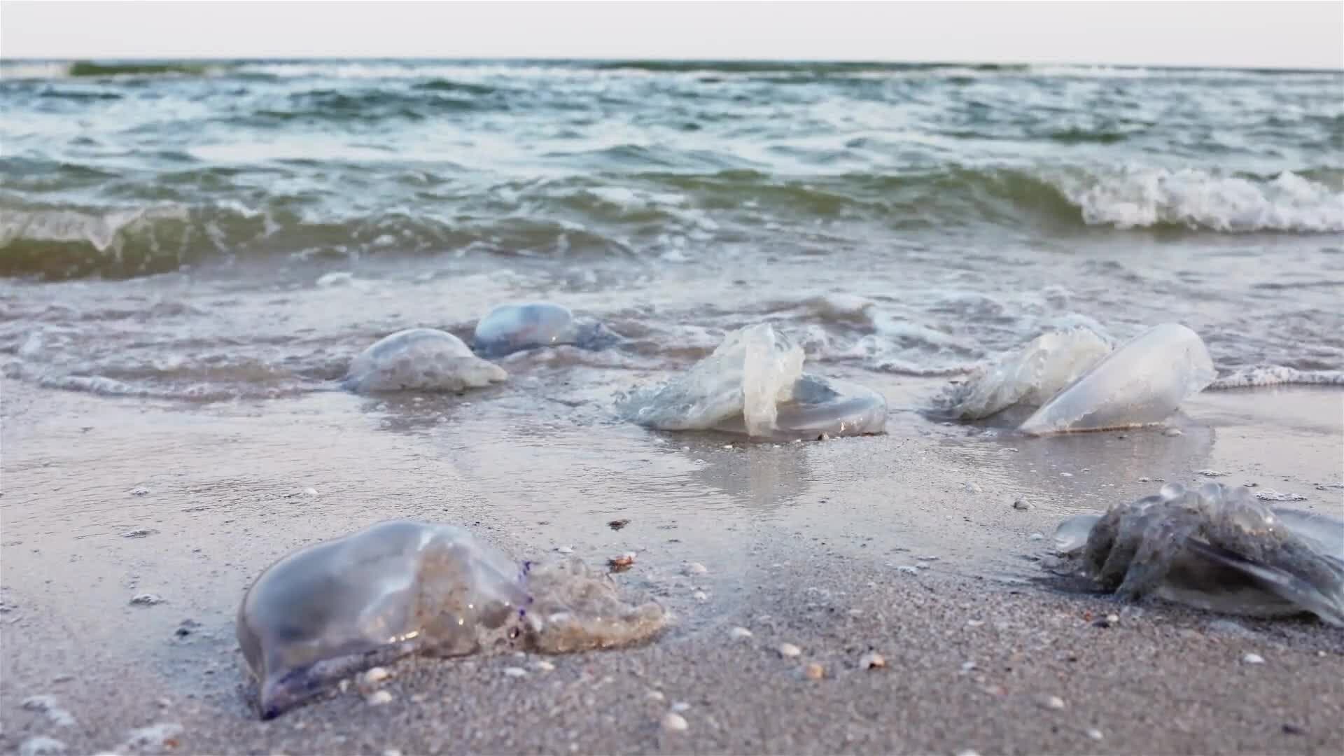 I WONDER - Can Jellyfish Sting?