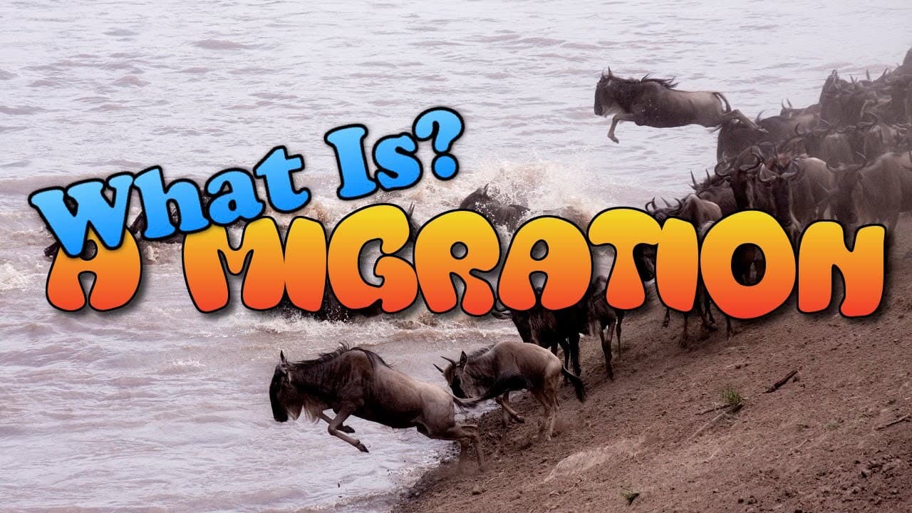 What is Migration?