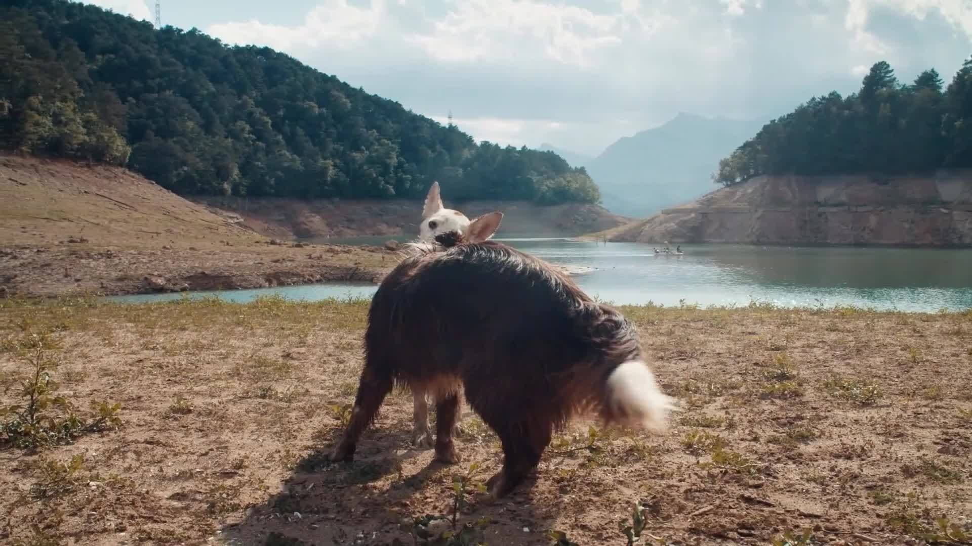 I WONDER - How Many Dogs Did George Washington Have?