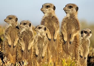 Vertebrates and invertebrates