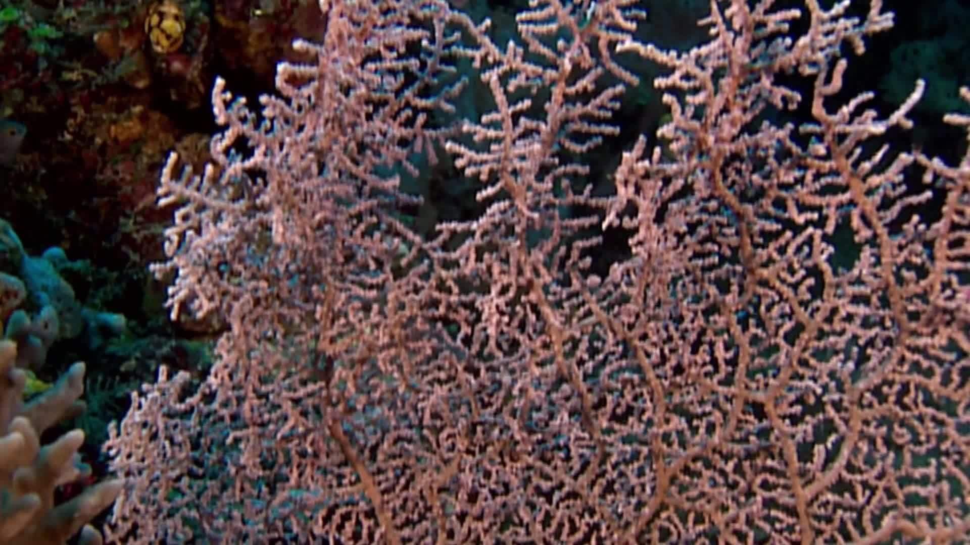 Animal Alphabet: S is for Seahorse