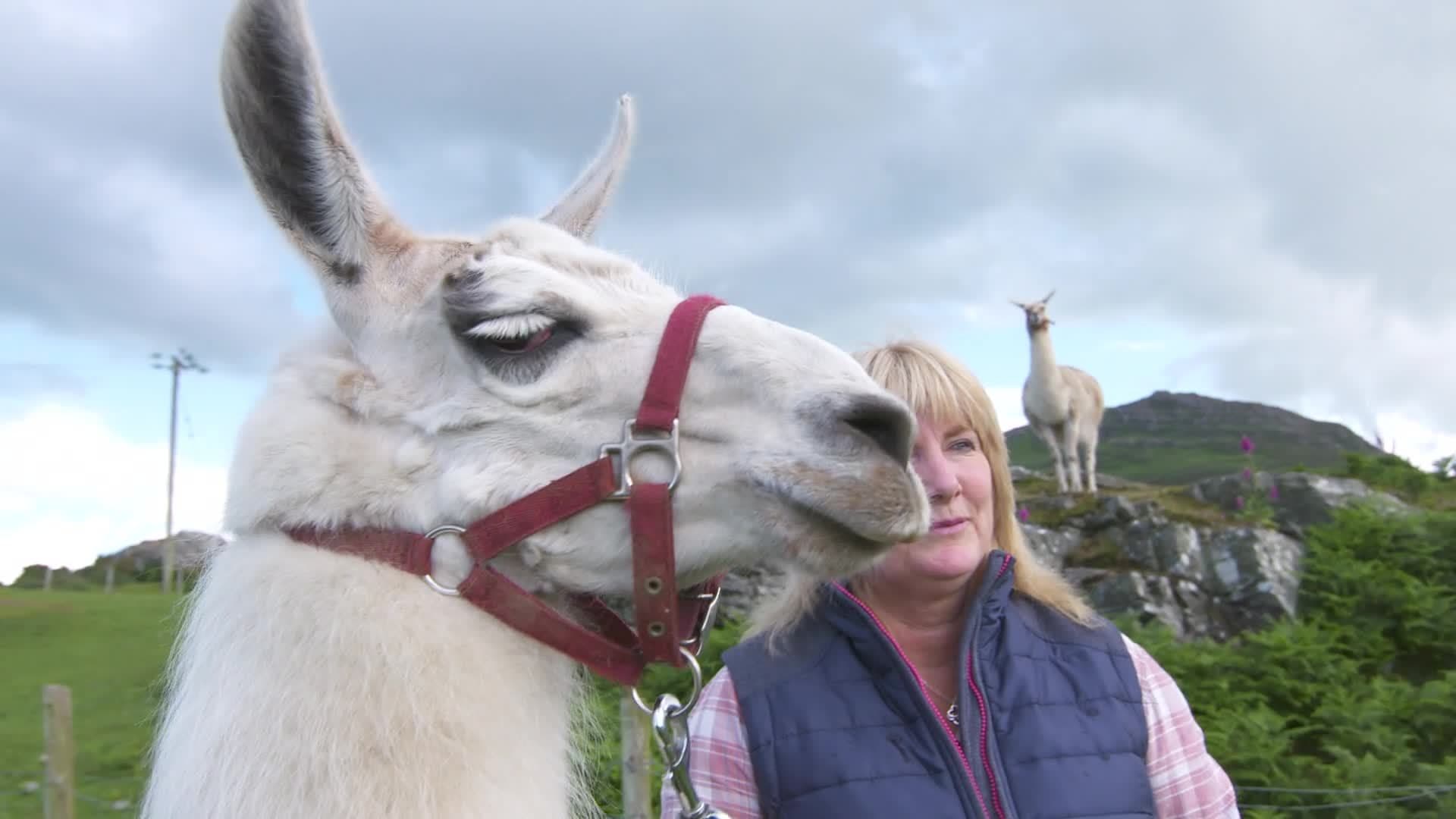 From Unfriendly to Unforgettable: The Process of Training Caspa the Llama