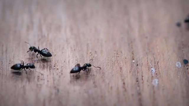 How Do Insects Communicate?