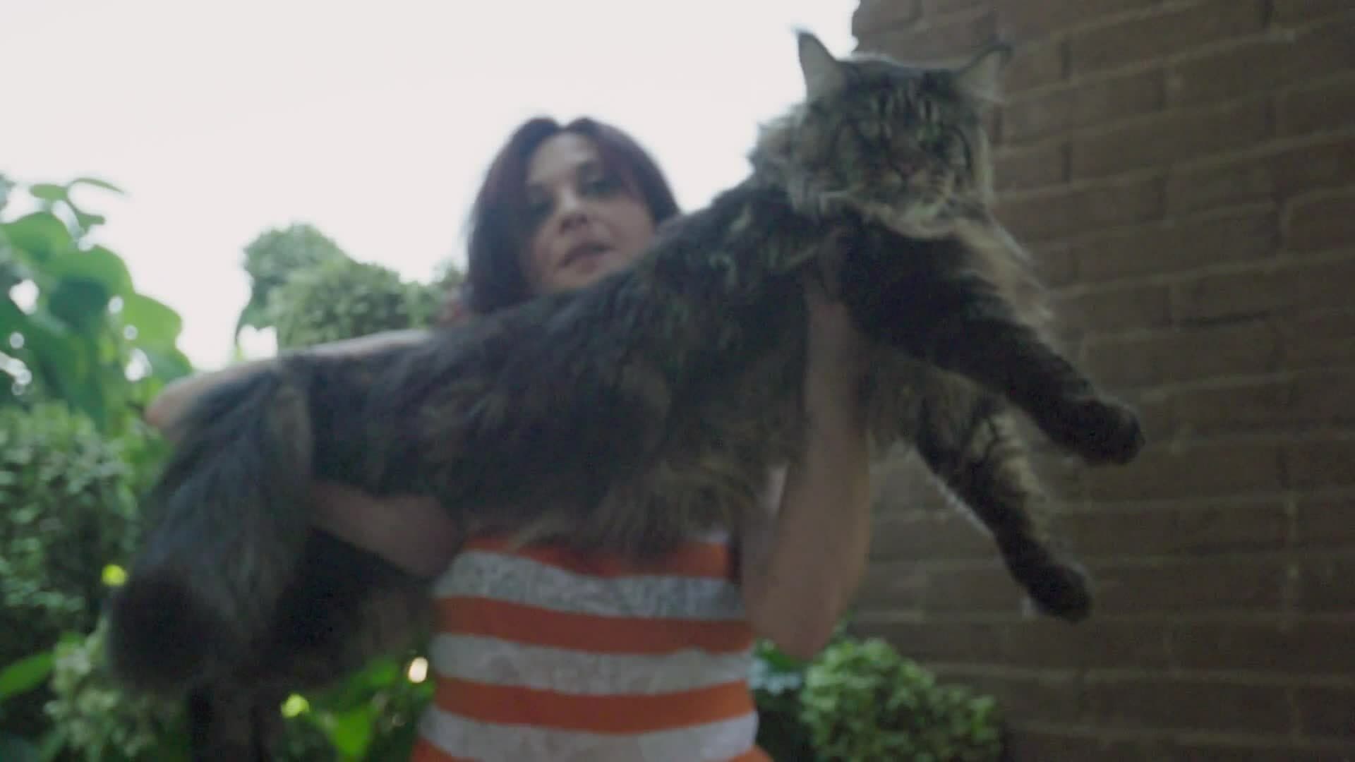 Meet Barivel: The Shy and Special Maine Coon Cat