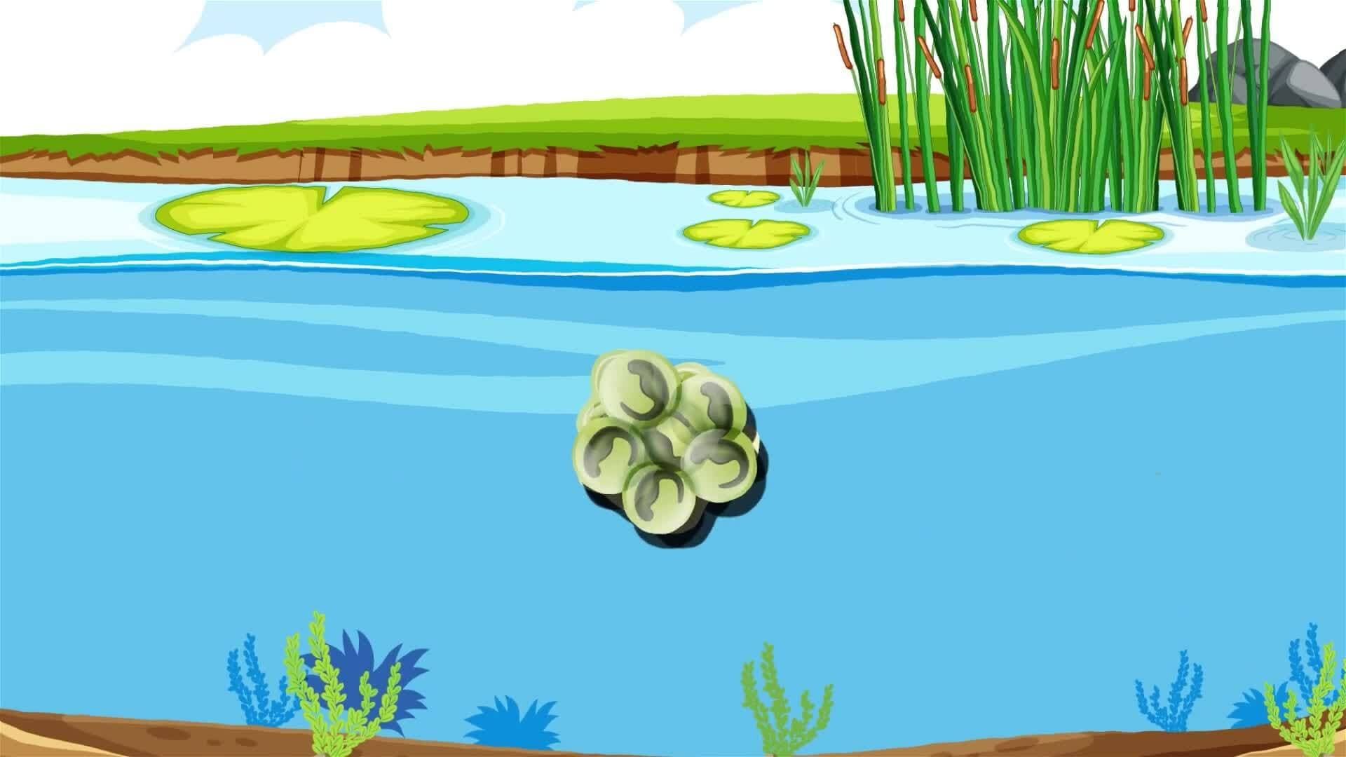 I WONDER - Where Do Amphibians Live?