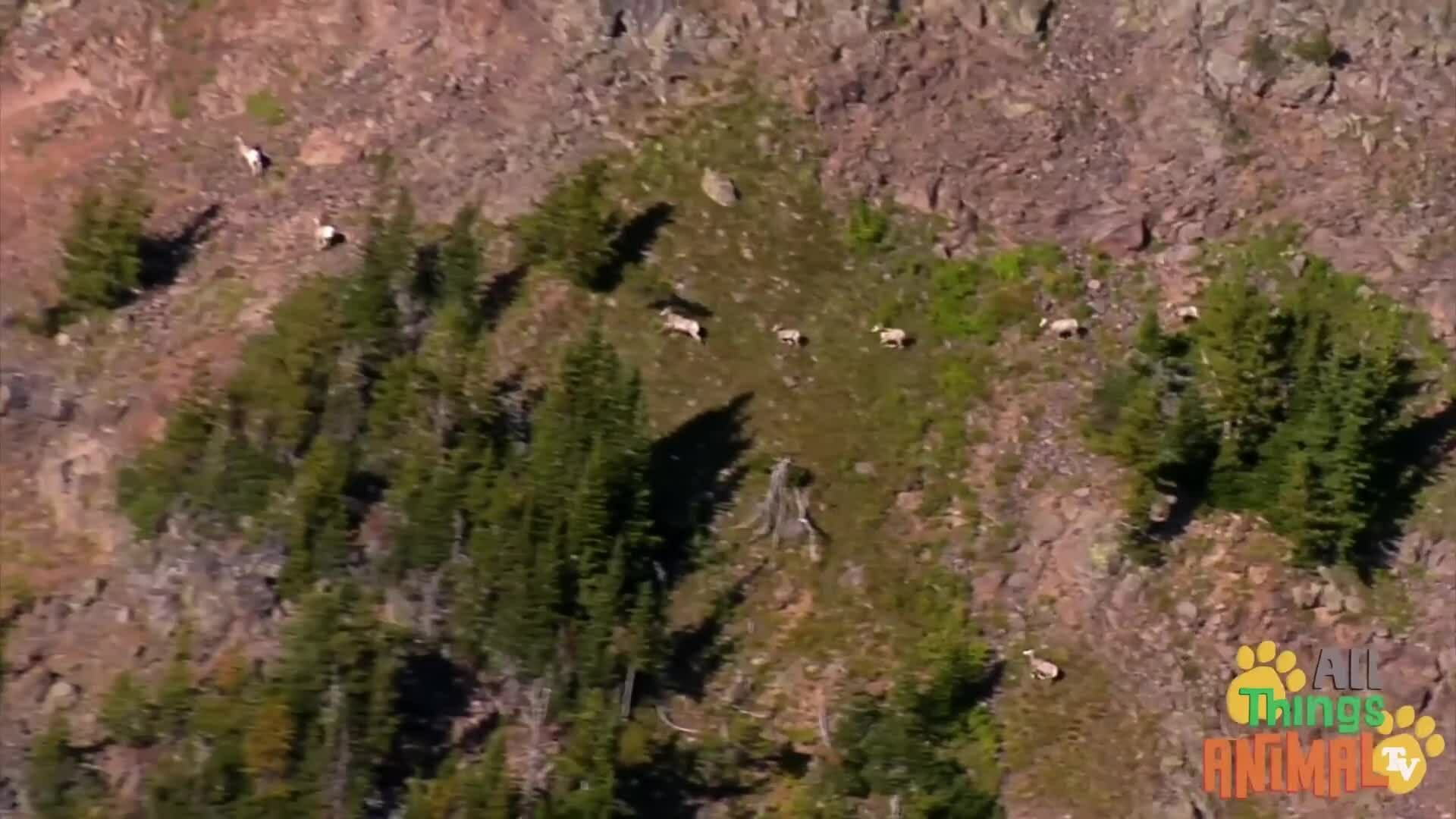 Exploring the World of Goats: From Mountains to Farms