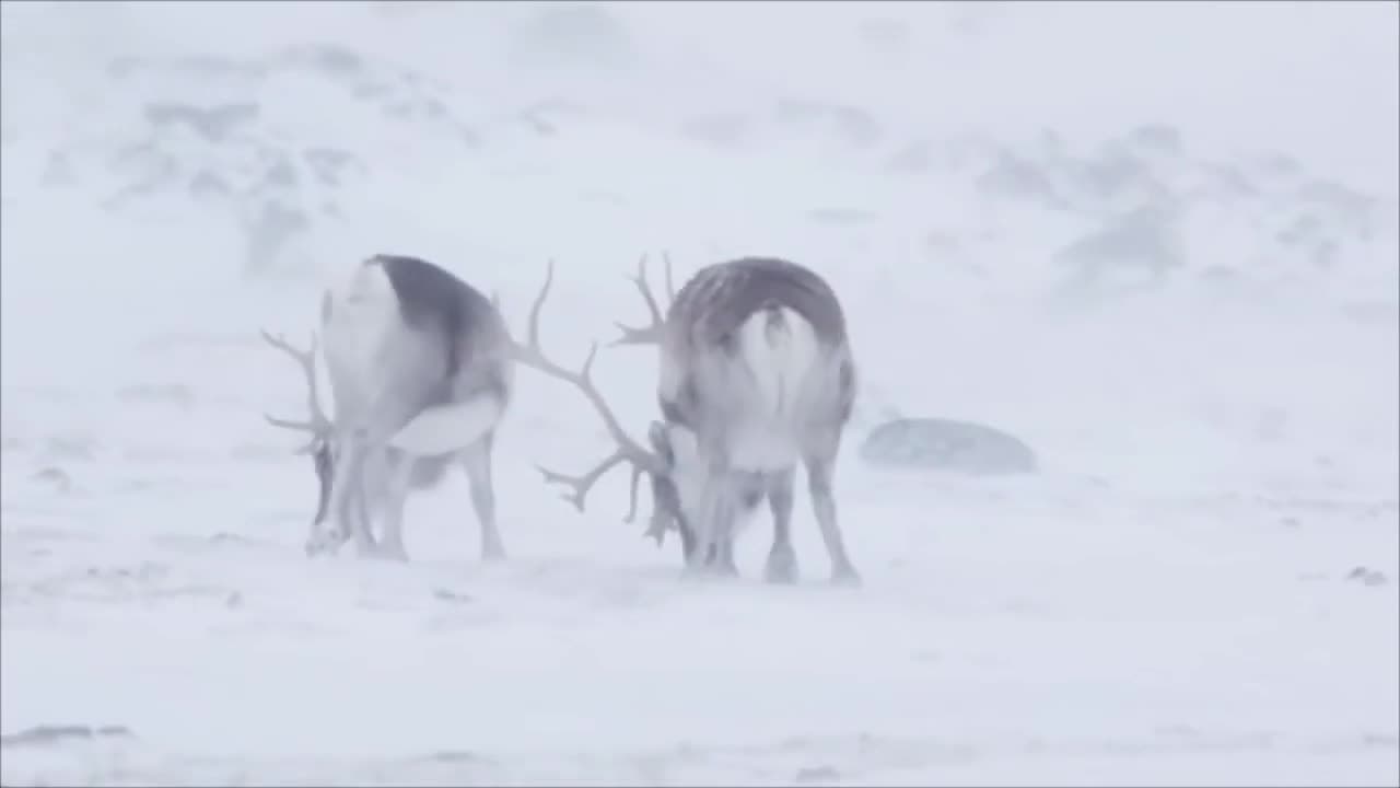 Rudolf is a Girl?! and other Reindeer Facts! Maddie Moate