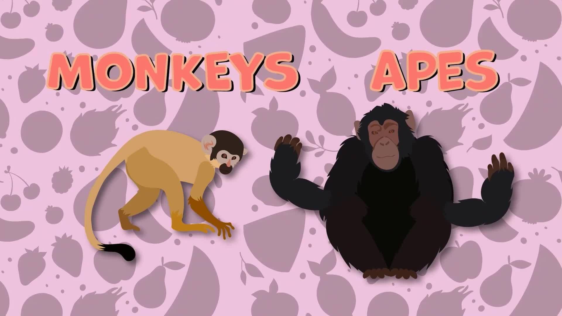 Monkey Facts for Kids
