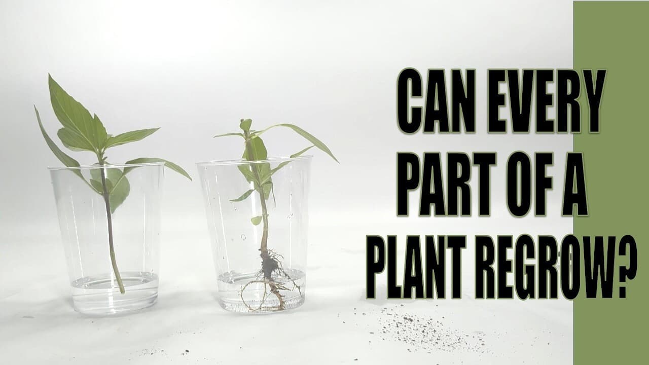 Can every part of a plant regrow?