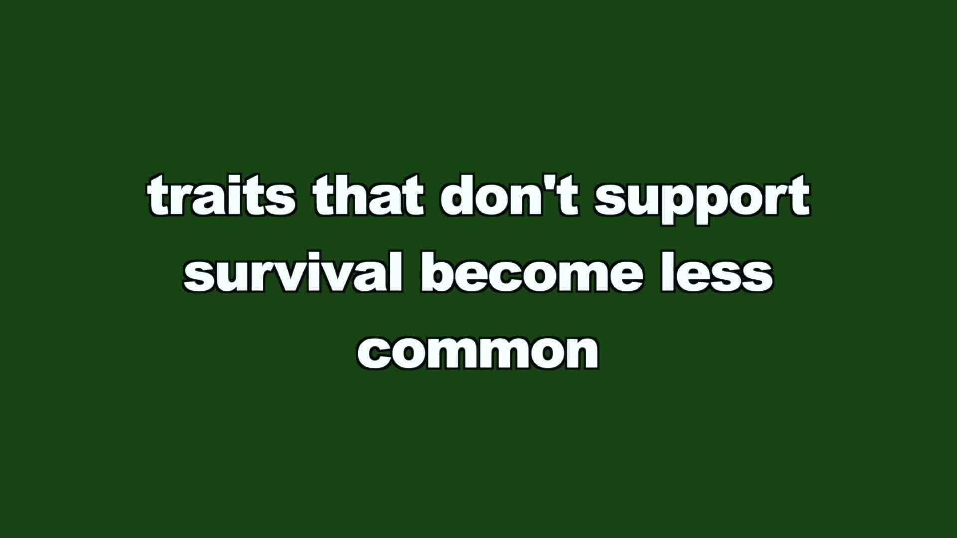 Adaptations: How Species Evolve to Fit Their Environment