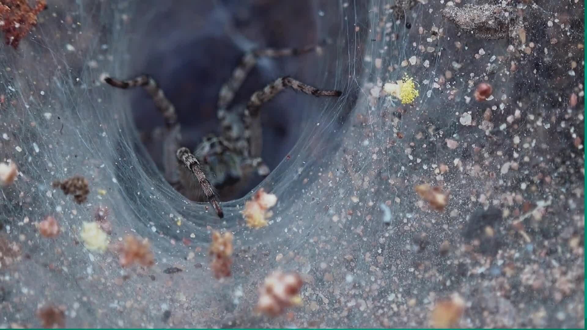 High Five Facts - Spiders