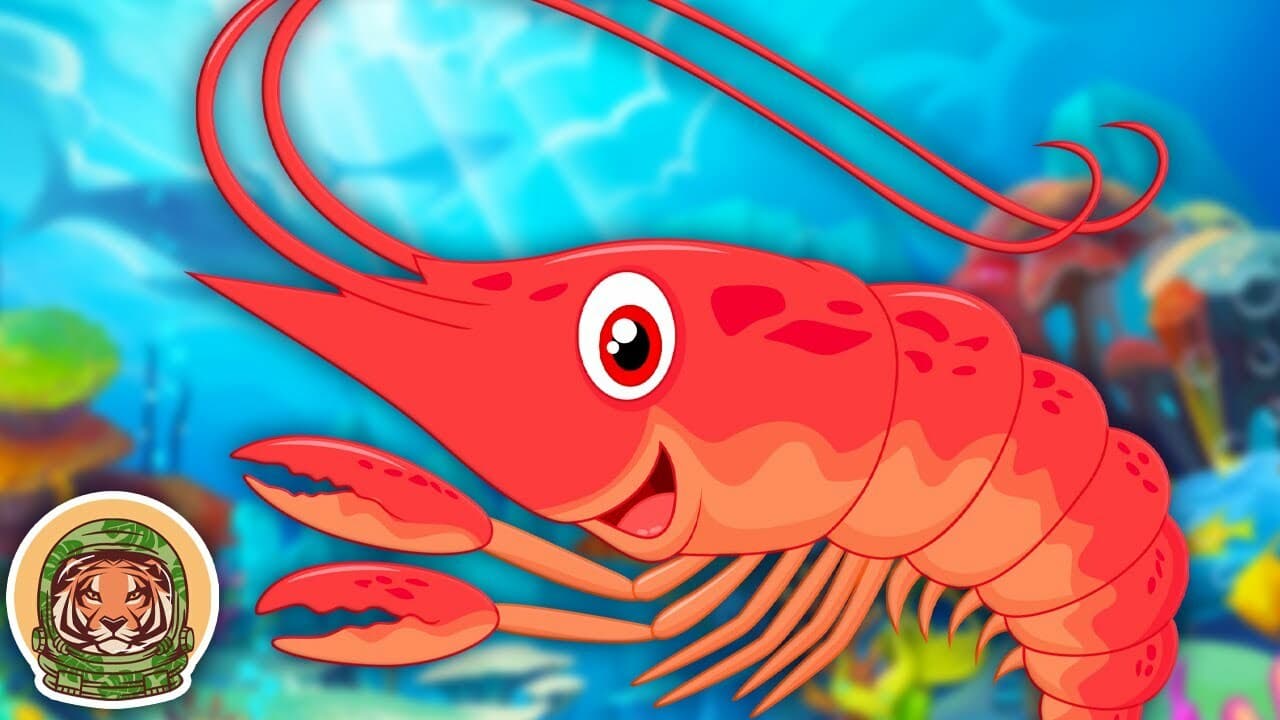 Learn About Shrimp! | Animal Songs For Kids | KLT WILD
