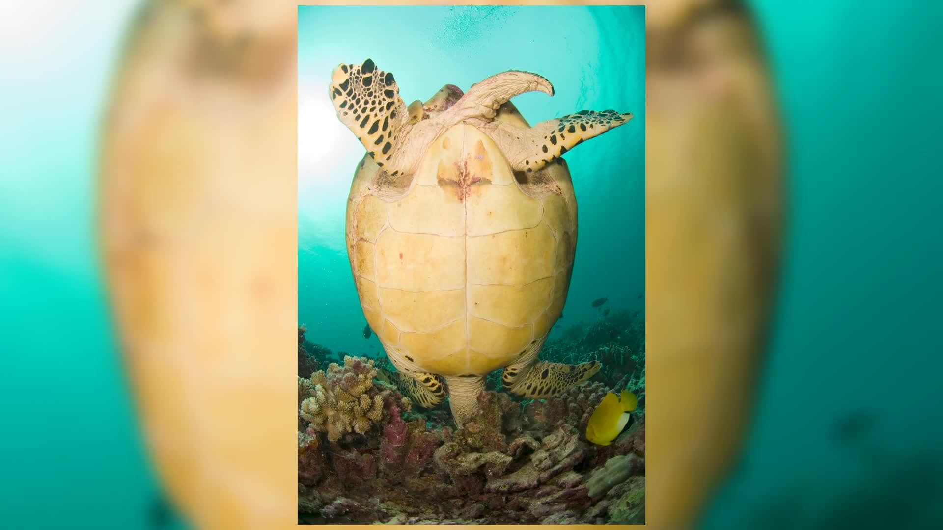 Science Kids: Turtles and Tortoises