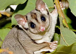 Sugar glider