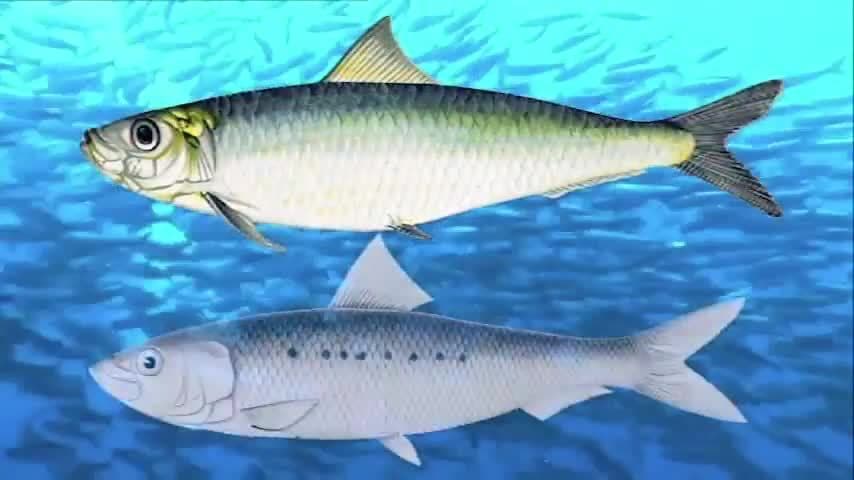 The Great Sardine Run: Characteristics of sardines and their airborn predators