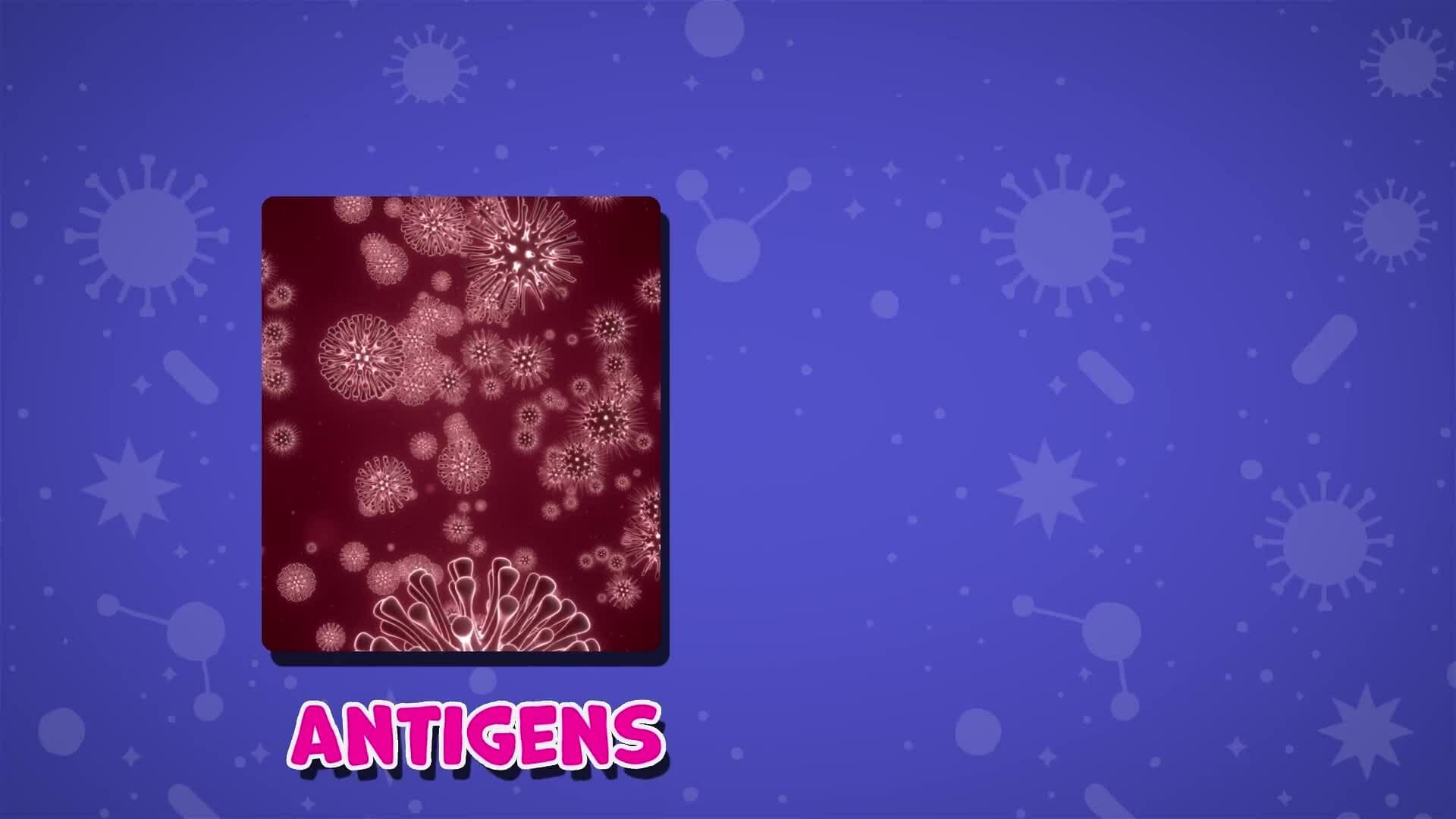 I WONDER - What Does The Immune System Do?