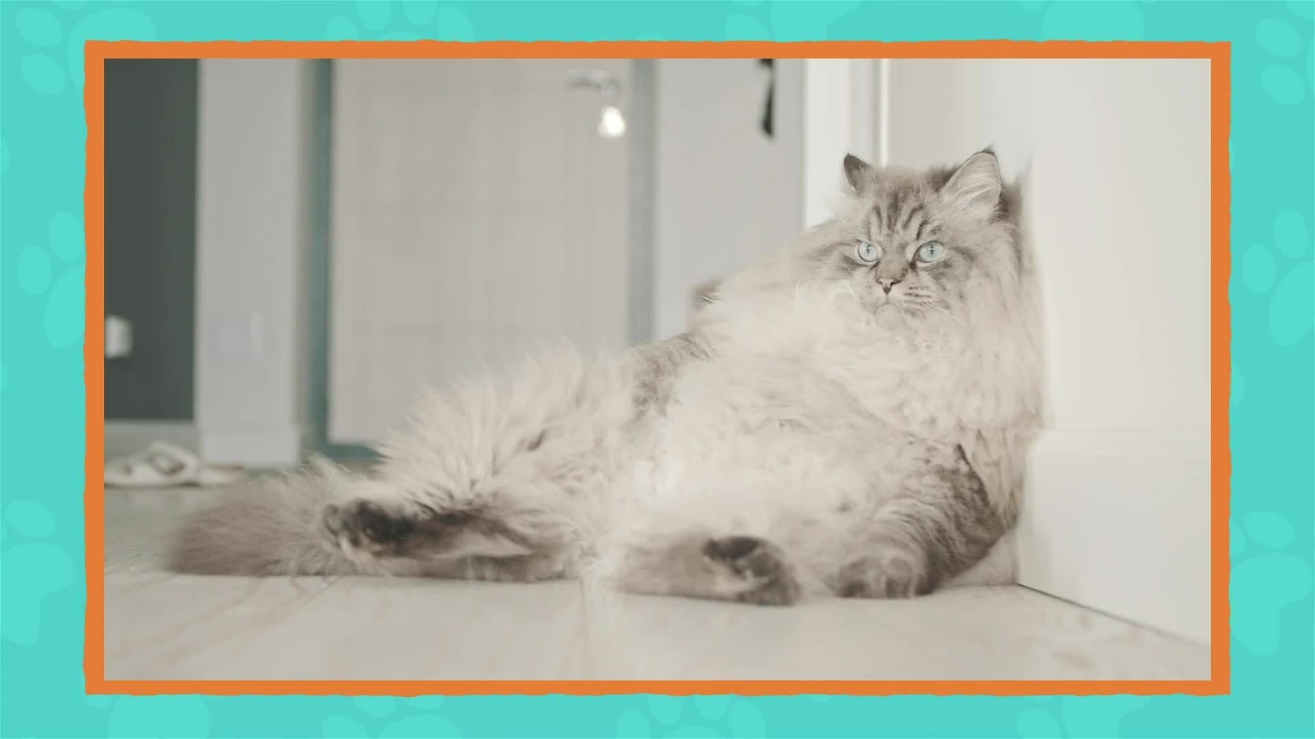 I WONDER - What Age Was The Oldest Cat In The World?