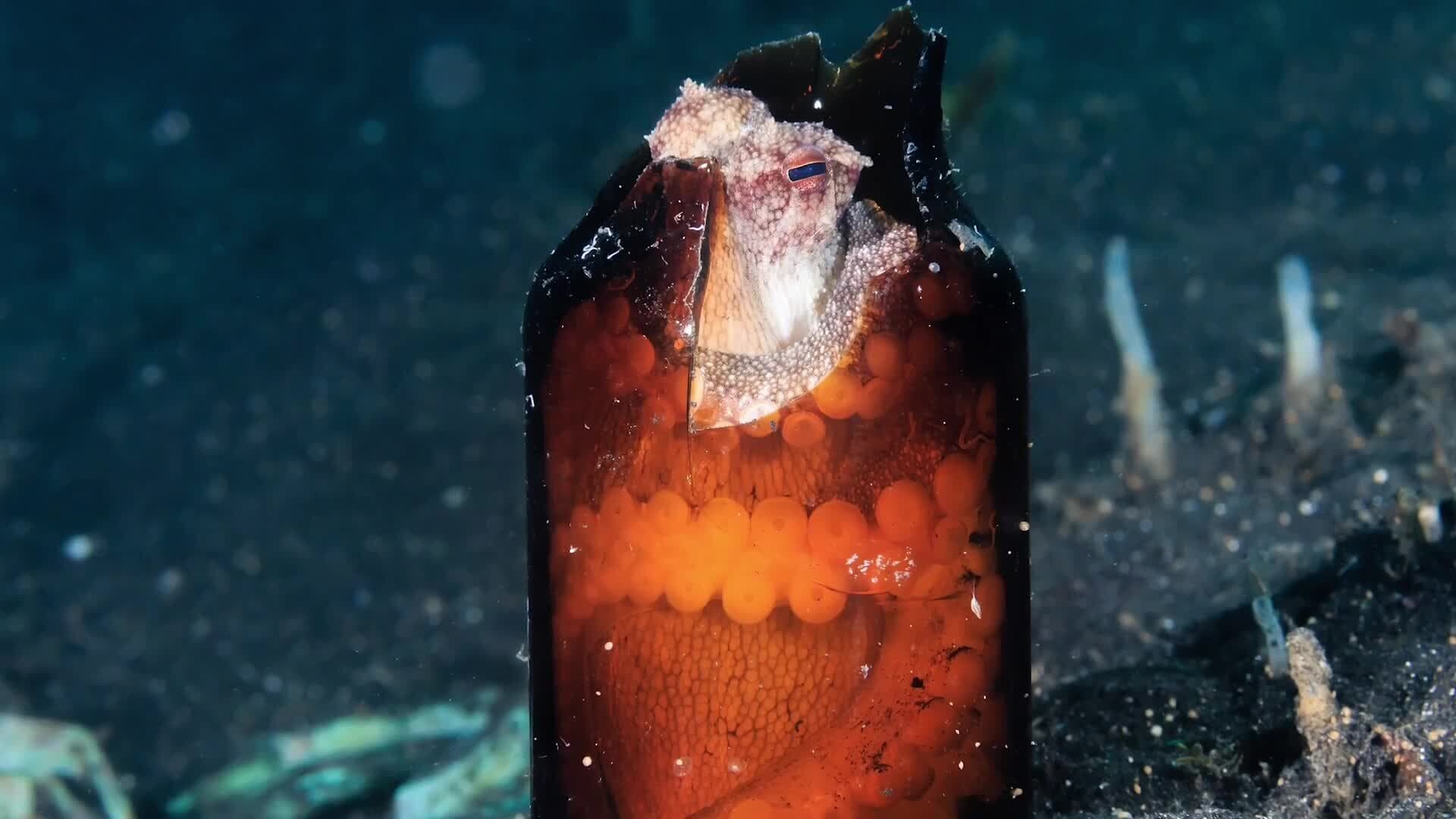 The Impact of Climate Change and Pollution on the Octopus