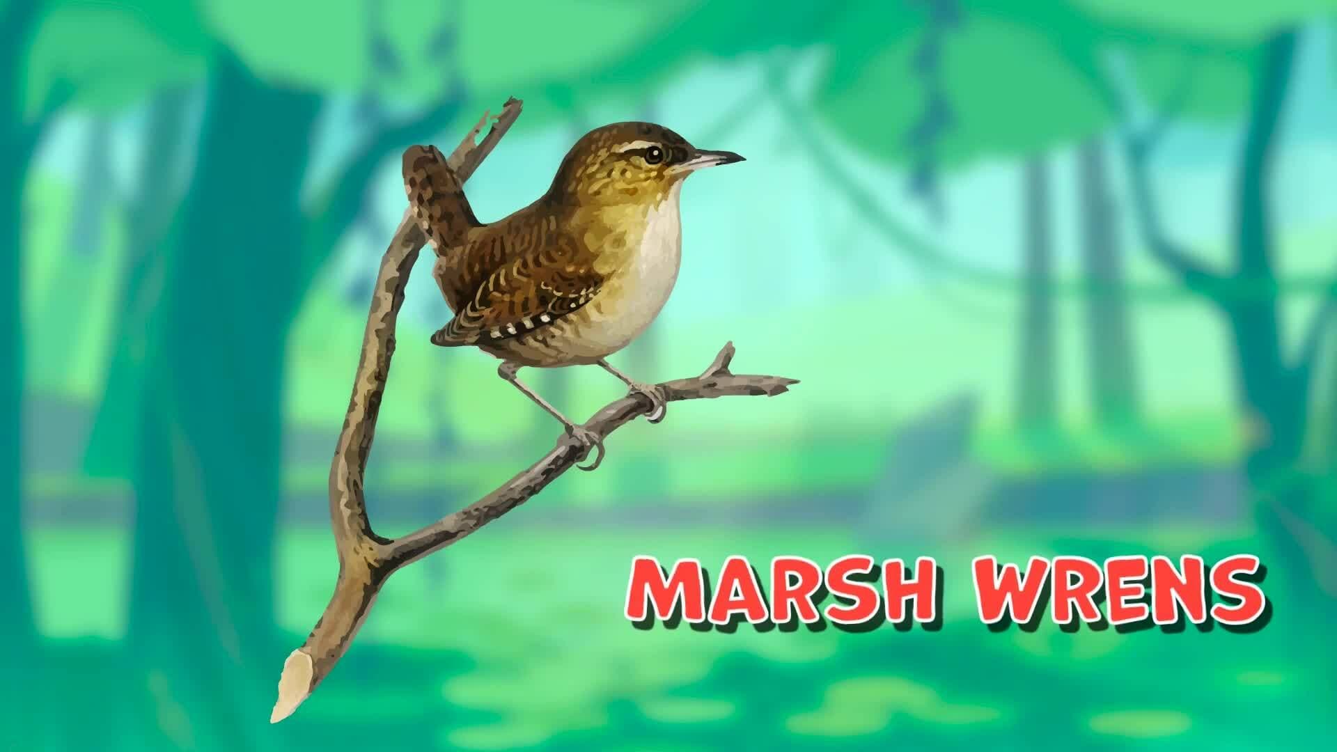 High Five Facts - Marshes