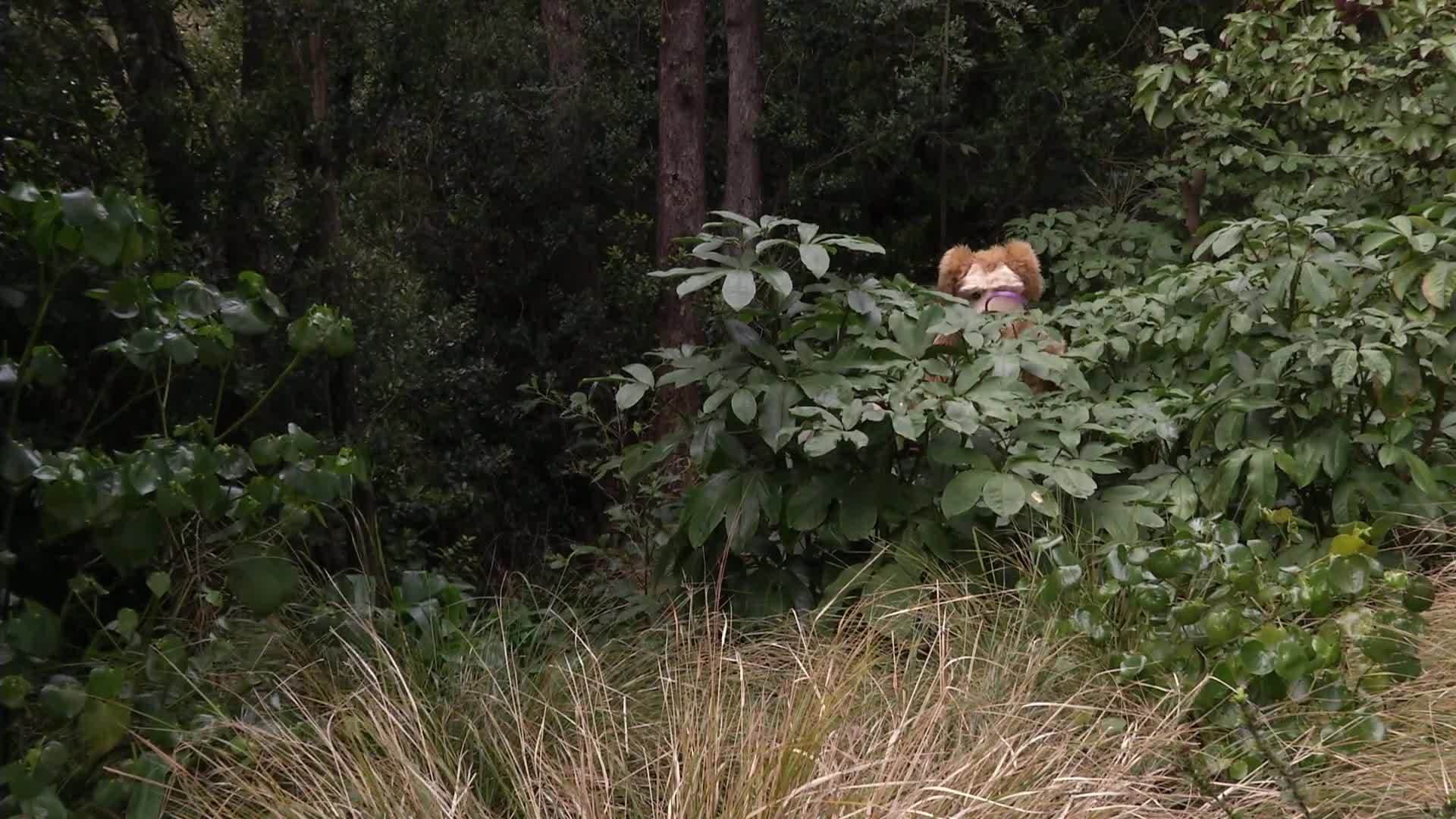 Animal Alphabet: W is for Weaver Ant