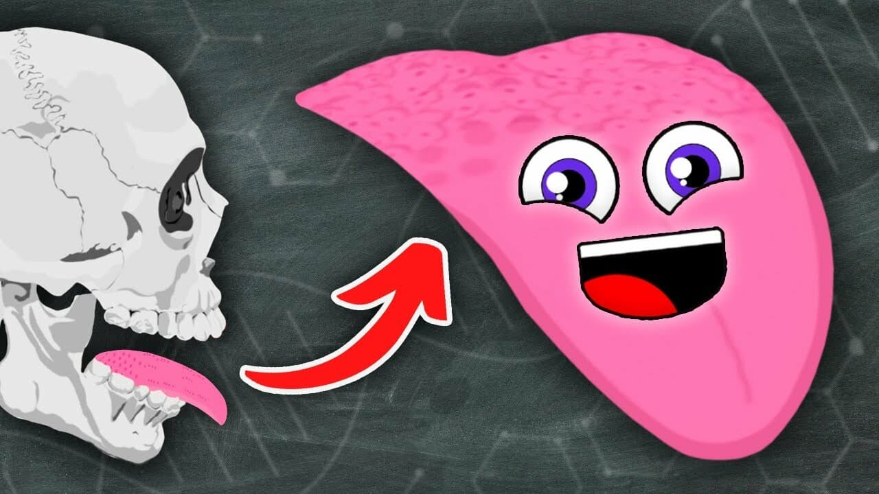 The Tongue Tastes Food! | KLT Anatomy