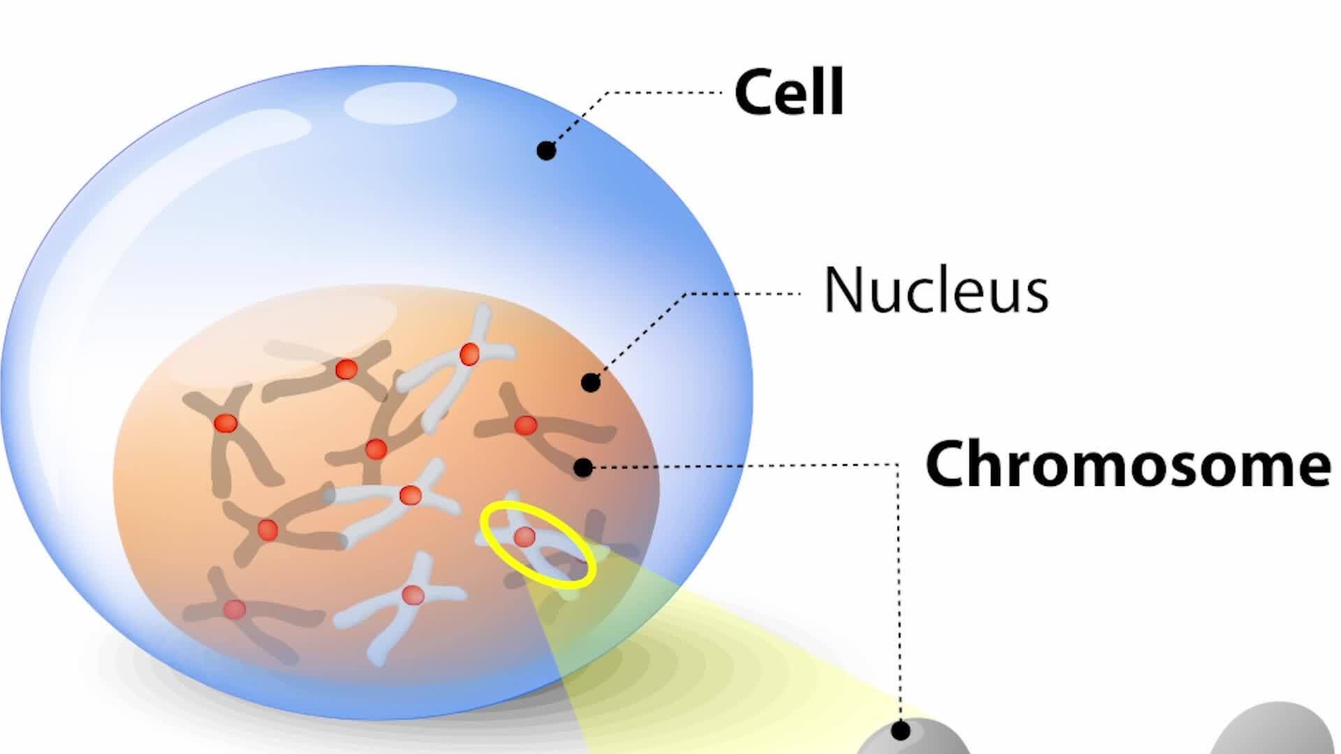Decoding DNA: The Blueprint of Life