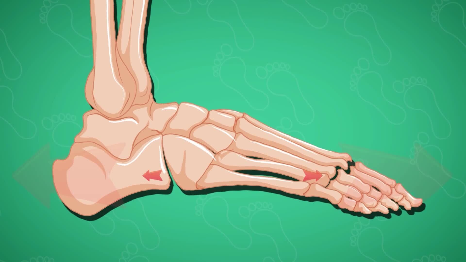 High Five Facts - Feet