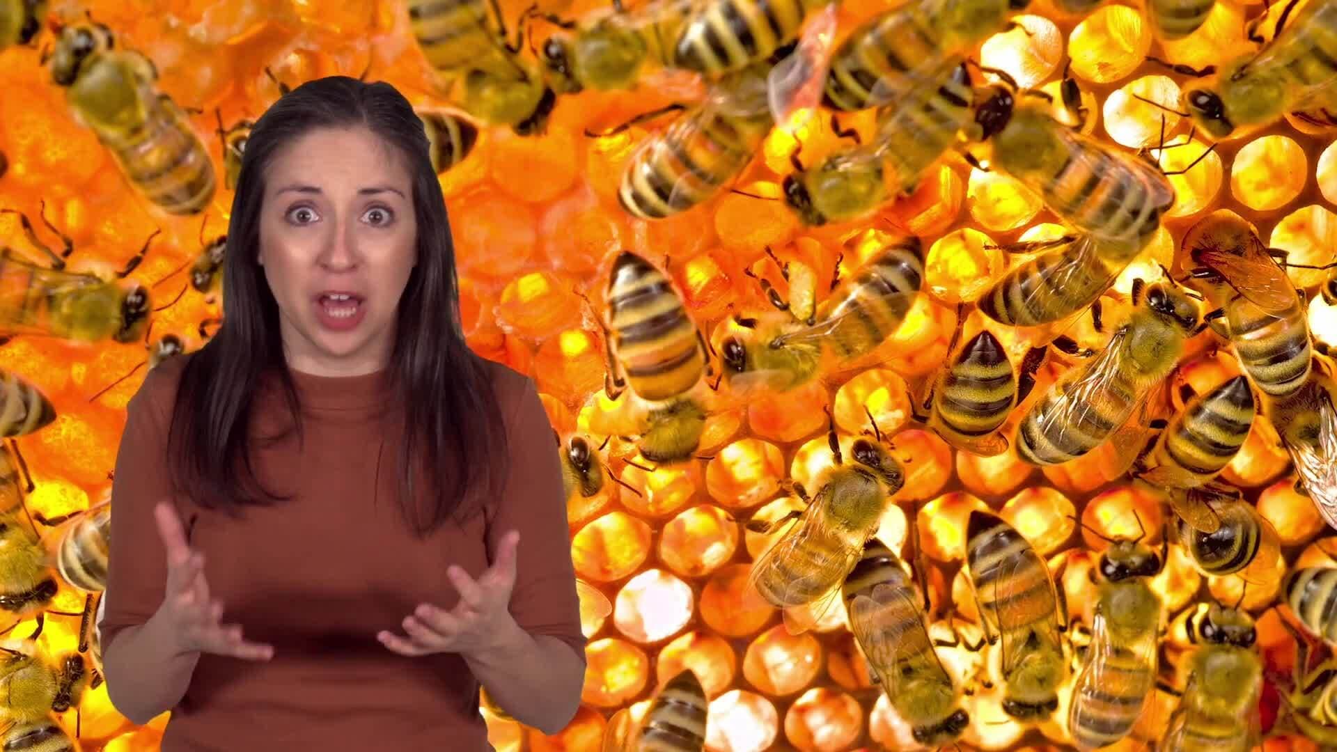 The Fascinating Language of Bees: Dance Communication and Pollination