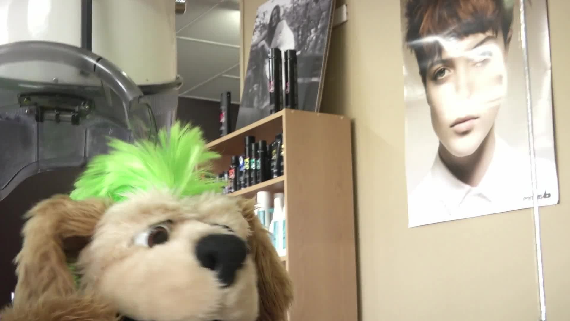 Flash: Sheep Hair Cut