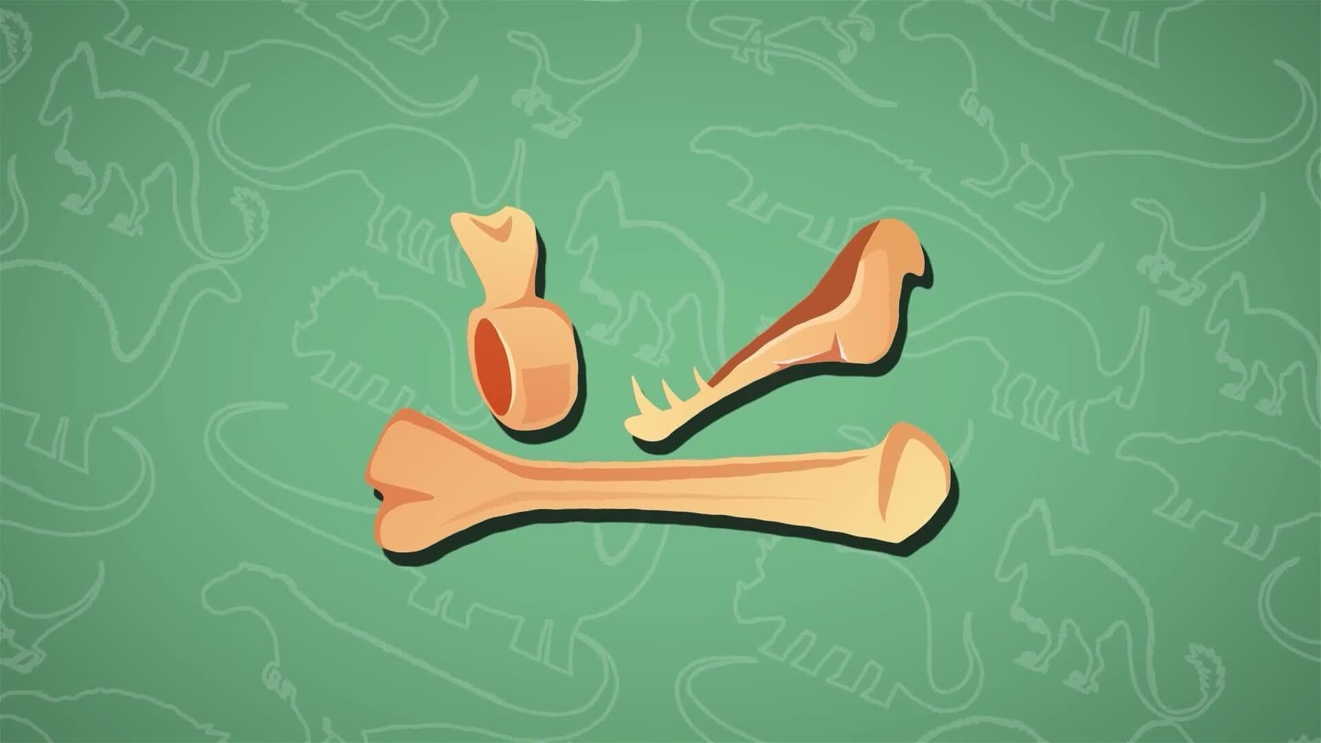 I WONDER - What Do We Know About the Megalosaurus Skeleton?