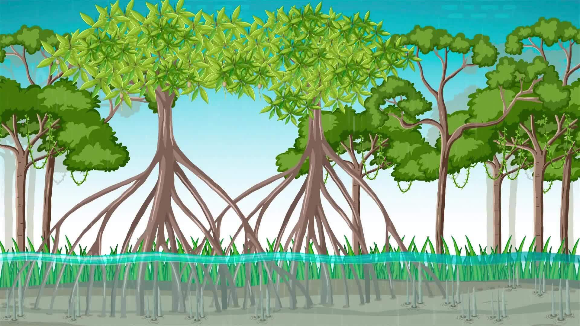 I WONDER - Are Swamps An Important Part Of The Ecosystem?