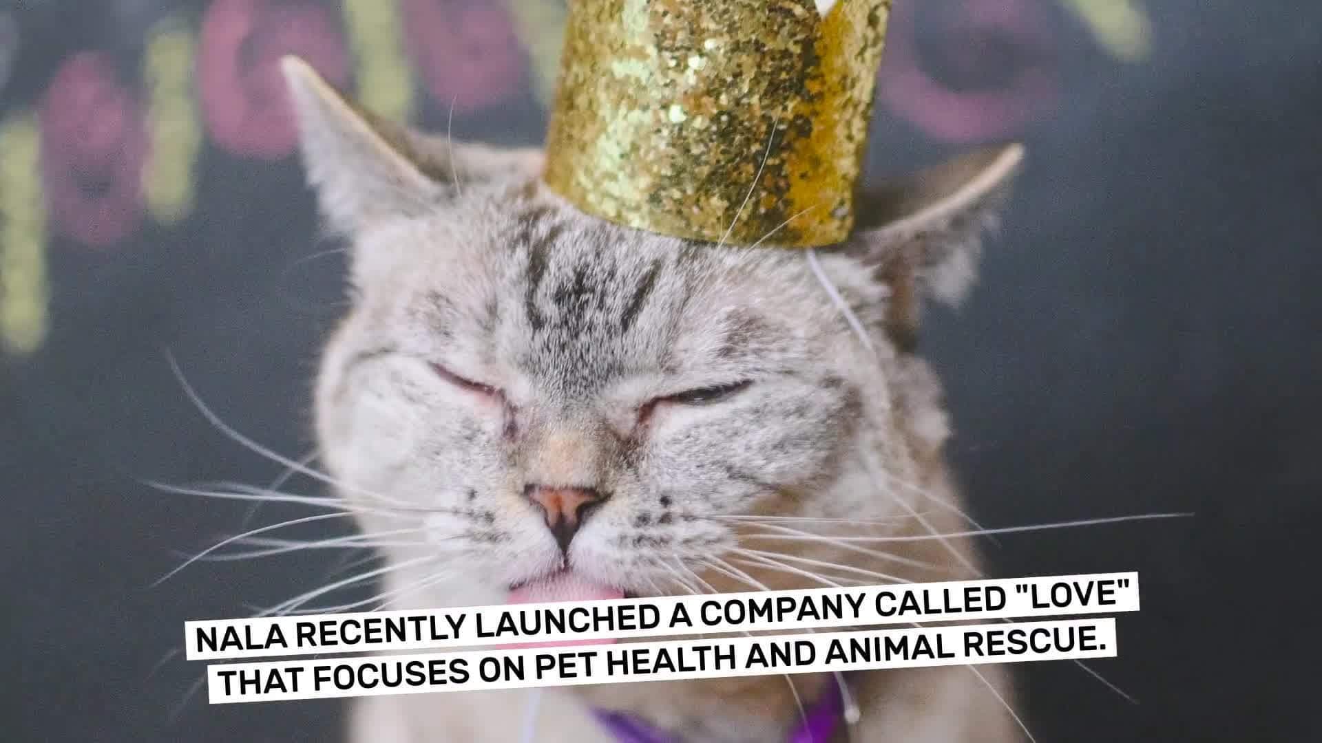 Most followers on Instagram for a cat