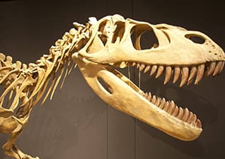 What killed the dinosaurs?