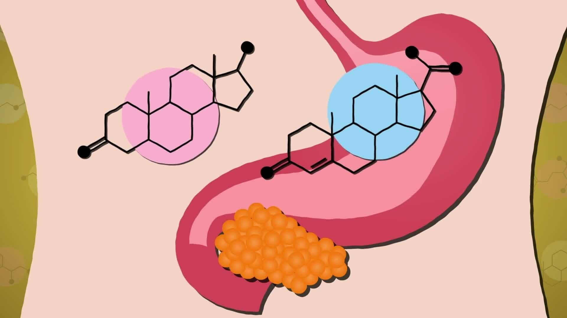 I WONDER - What Job Does The Pancreas Do?