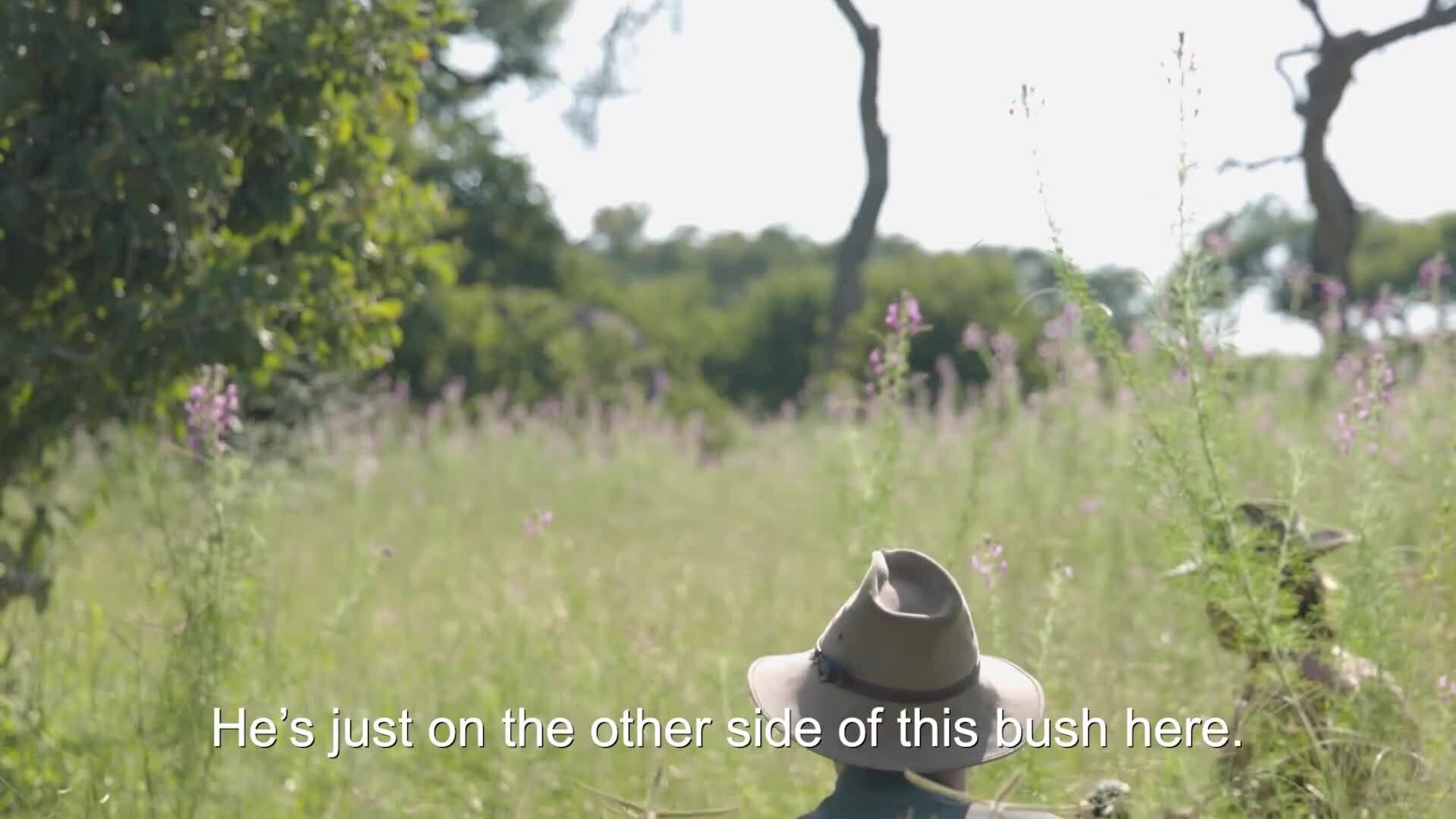 Going Wild - Hippos, Zebra and Baby Giraffes