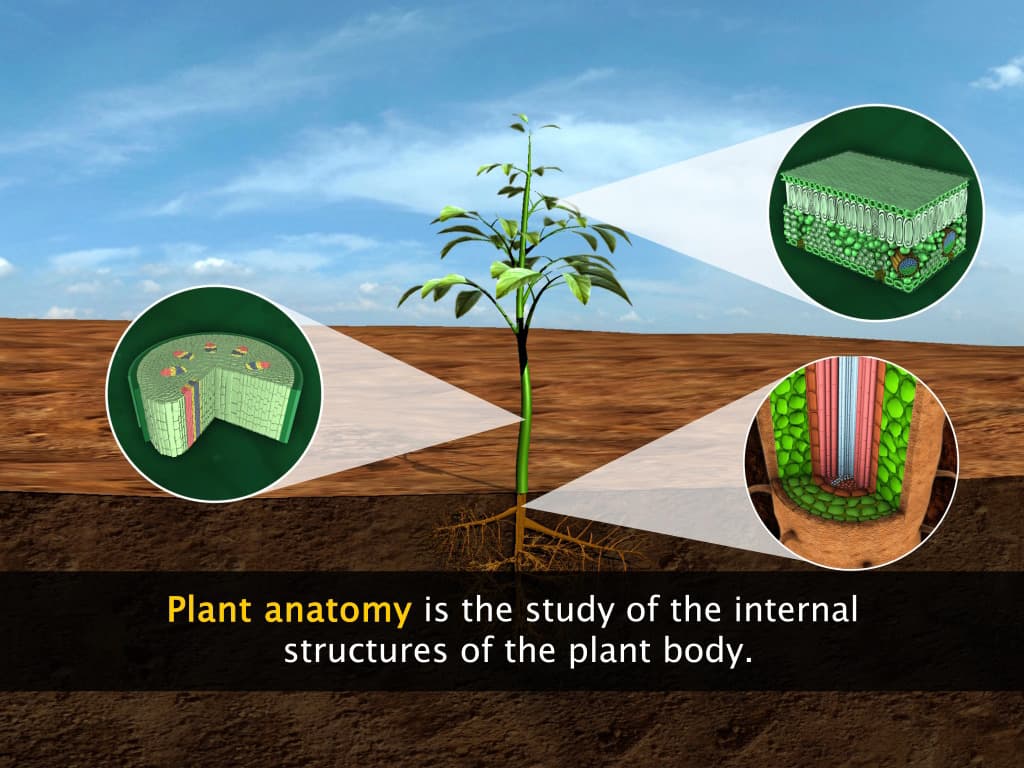Permanent Plant Tissues