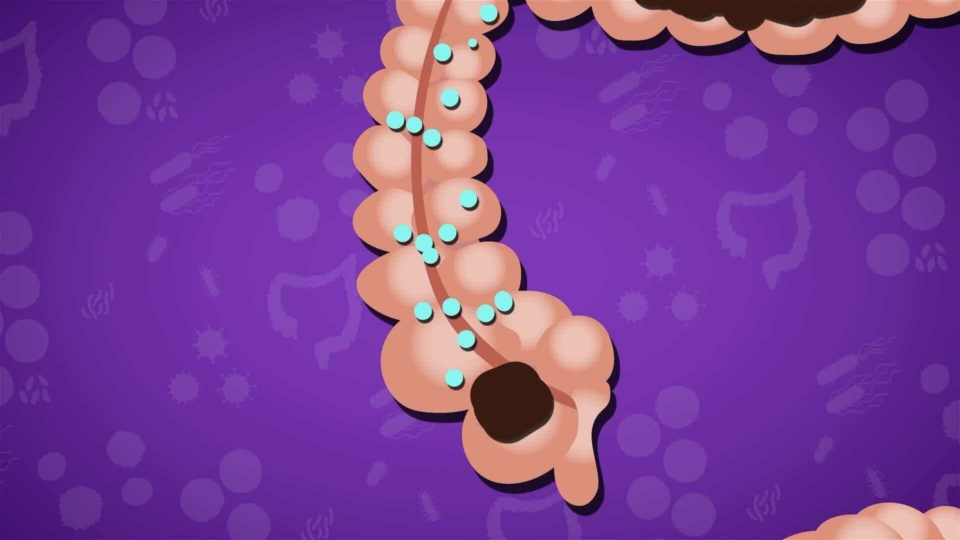 I WONDER - What Job Does The Colon Do?