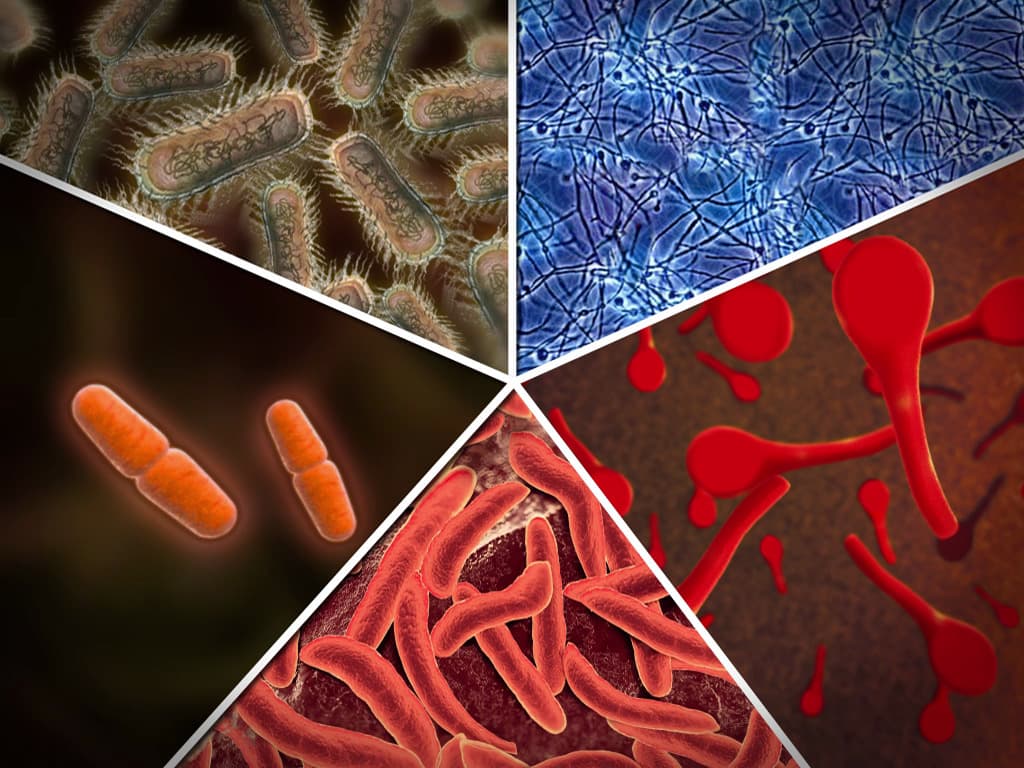 Biological Nitrogen Fixation and Assimilation