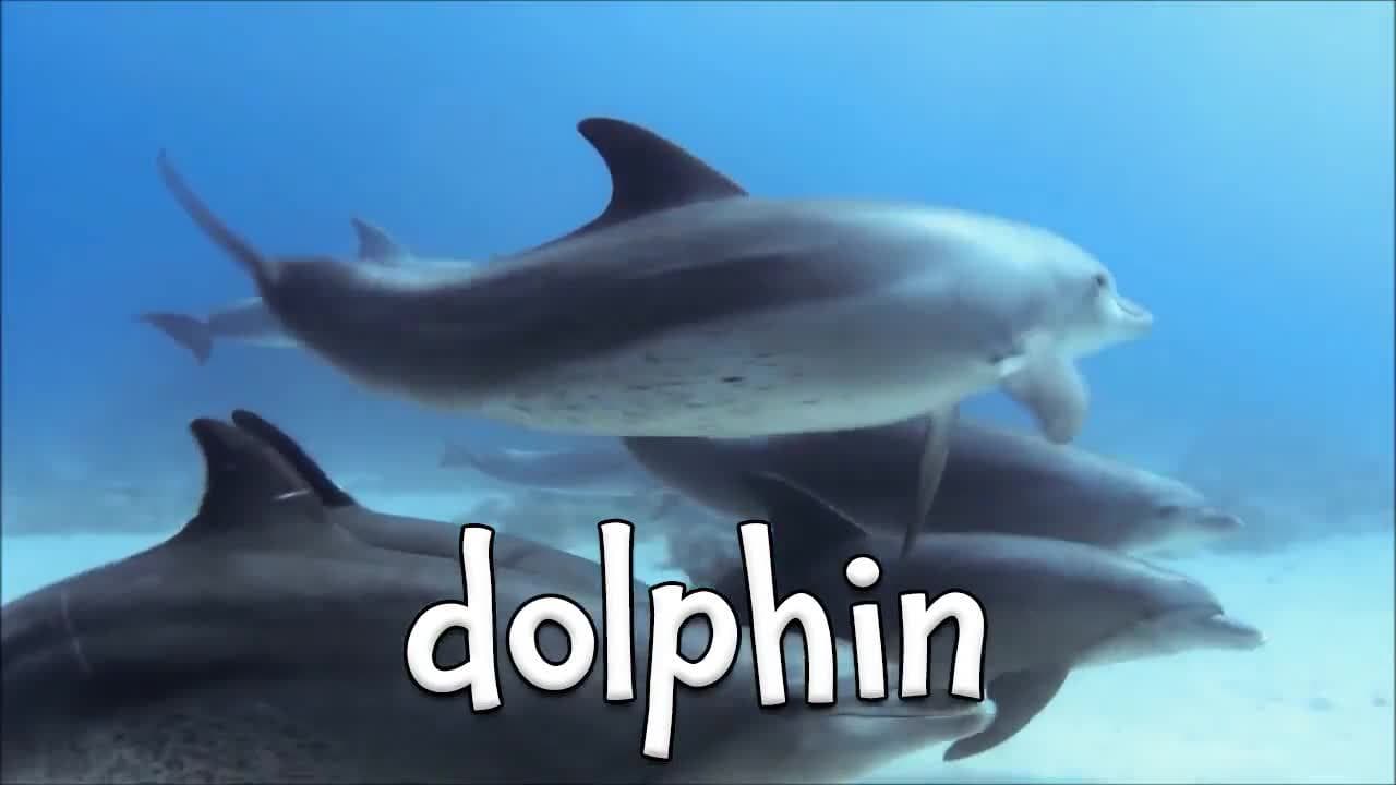 Tropical Animals!  Learning about Tropical Animals for Children