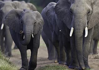 Infrasound - Low-Pitch Sounds