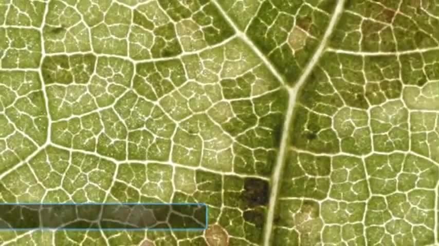 Properties Of Water: How water sustains living things